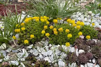 Группа цветущих растений в Саду непрерывного цветения Ботсада Петра Великого в апреле, Санкт-Петерубрг