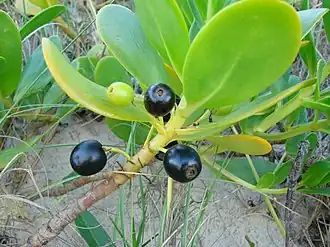 Чёрные плоды S.&nbsp;plumieri для сравнения