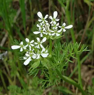 Скандикс гребенчатый