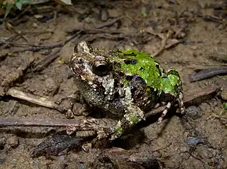 Лопатоногий узкорот