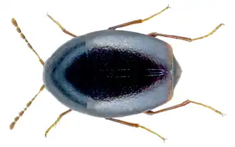 Scaphisoma agaricinum