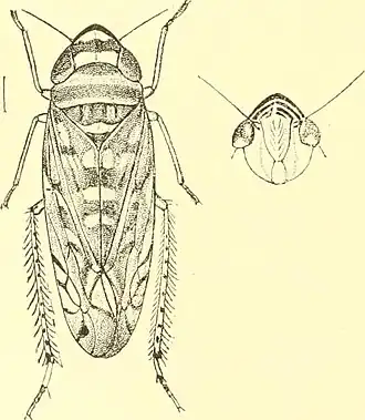 Scaphoideus festivus