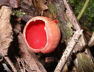 Алая эльфова чаша (Sarcoscypha coccinea)