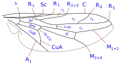 Жилкование крыла Scenopinus