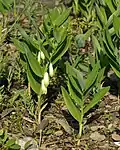 Купена аптечная (Polygonatum odoratum)