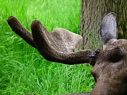 Панты лося, покрытые бархатом