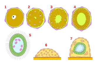Кальцибластульный тип развития. 1 — яйцо, 2, 3 — полиаксиальное дробление, 4 — целобластула, 5 — кальцибластула, 6 — начало метаморфоза, 7 — олинтус