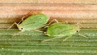 Обыкновенная злаковая тля