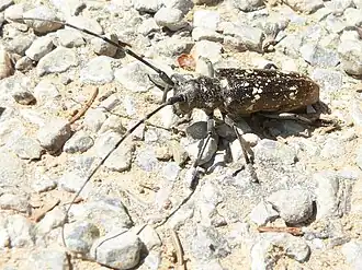 Большой еловый чёрный усач