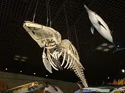 Скелет кита.