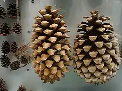 Коллекция шишек.