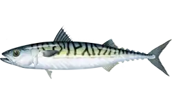 Атлантическая скумбрия