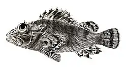 Parascorpaena bandanensis