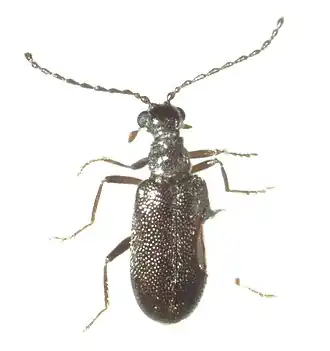 Представитель рода Scraptogetus