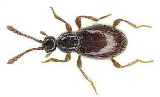 Scydmaenus tarsatus