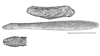 Сверху череп, в середине сциталина общим планом, снизу голова крупным планом, вид сверху
