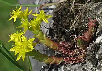 Sedum acre