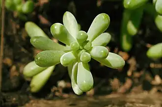 Sedum pachyphyllum