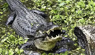 Миссисипский аллигатор поедает рыбу