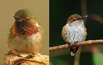 Самец (слева) и самка (справа)