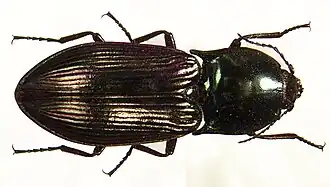 Selatosomus aeneus