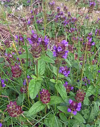 Черноголовка обыкновенная (Prunella vulgaris)