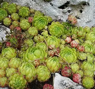 Молодило шароносное в парижском Саду растений