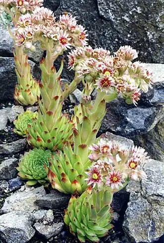 Общий вид цветущих растений