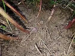 Нижняя часть стебля