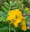 Простые перистые листья и цветы Senna multiglandulosa