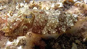 Rhombosepion elegans