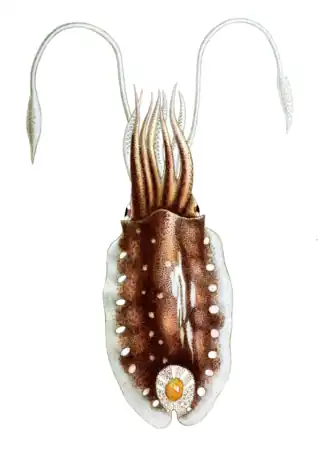 Атлантическая сепиелла, изменившая цвет в&nbsp;результате работы хроматофоров