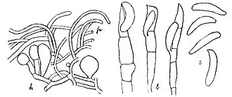 Иллюстрация Э. А. Берта к описанию Septobasidium pseudopedicellatum.h — гифы гимения с парафизами, b — септированные базидии, s — споры