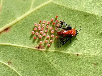 Sericoceros mexicanus