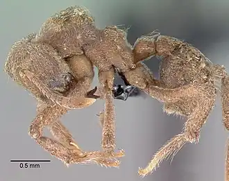 Sericomyrmex amabilis