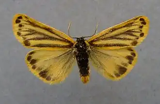 Лишайница жёлтая альпийская