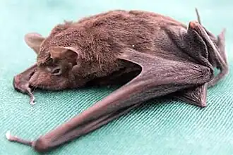 Сейшельский мешкокрыл (Coleura seychellensis)