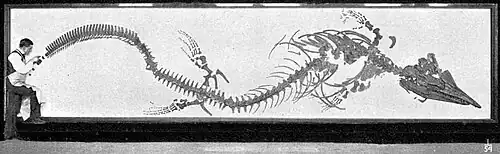 Диорама Г. Осборна с реконструкцией скелета Tylosaurus proriger, 1899 г.