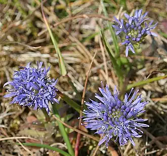 Соцветия букашника горного