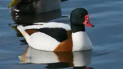 Shelduck (Tadorna tadorna) (10)