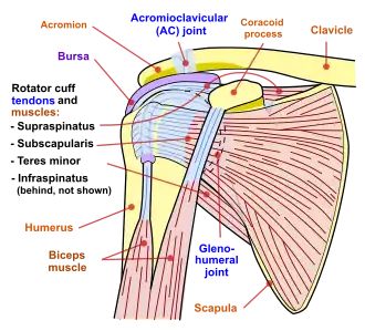 Плечевой сустав