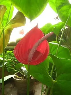 Антуриум Андре