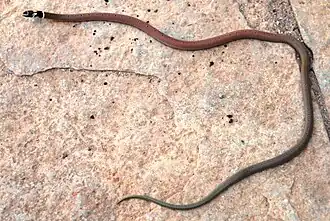 Sibynophis subpunctatus