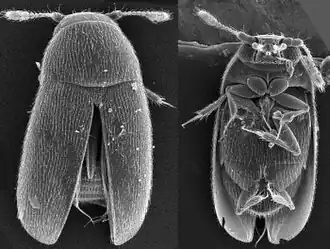 Sikhotelumpia dersuuzalai