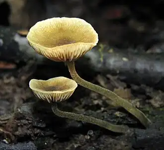 Симоцибе буро-оливковая