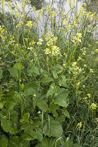 Горчица полевая. Общий вид растения
