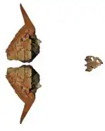 Sinemys gamera, ископаемые остатки