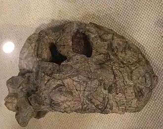 Череп в Палеоозогическом музее Китая[англ.]