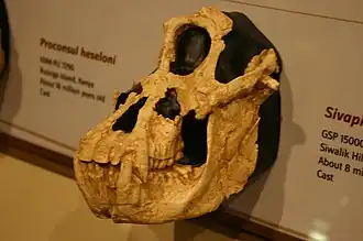 Череп	Sivapithecus indicus