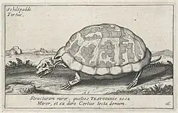 Скелет черепахи. Офорт из серии «Скелеты животных». 1626